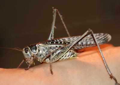 Прикрепленное изображение: s1.jpg